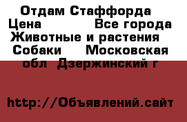 Отдам Стаффорда › Цена ­ 2 000 - Все города Животные и растения » Собаки   . Московская обл.,Дзержинский г.